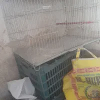 قفس پرنده