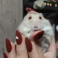 همستر کمپل خونگی|موش و خرگوش|اصفهان, صائب|دیوار