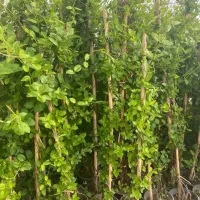 گل رز رونده و...