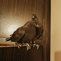 دوتا بچ‌ سیاه درجه یک