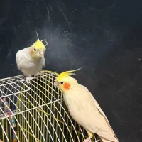 فروش دو عدد عروس هلندی و دو عدد طوطی کوتوله برزیلی