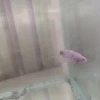 ماهی فایتر نر و ماده