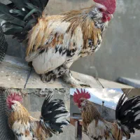 مرغ و خروس تخمگذار و تزئینی (پنج انگشتی)