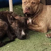 توله پیتبول