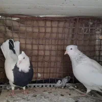 کفترکله ابر نردوتا جوجه کله ابر|پرنده|بم, |دیوار