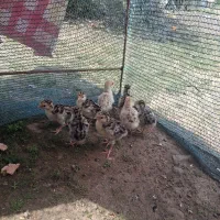 فروش بوقلمون