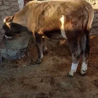 گوساله نر بران|حیوانات مزرعه|پادنا علیا, |دیوار