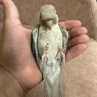 فروش وخریدارطوطی کاسکوملنگوشاه طوطی لوری عروس فنچ