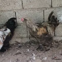 خروس برهما اصل|حیوانات مزرعه|قائم‌شهر, |دیوار