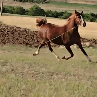 مادیان عرب مصری دوسال نیم|اسب و تجهیزات اسب‌سواری|تهران, آرژانتین|دیوار