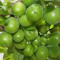 نهال گوجه سبز شهریاری