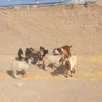 بره ماده|حیوانات مزرعه|همدان, |دیوار