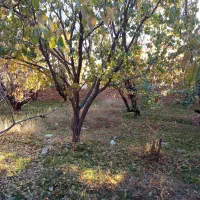 زمین ماهان سکنج|فروش زمین و ملک کلنگی|ماهان, |دیوار