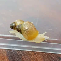 انواع حلزون اچاتینا