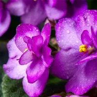 فروش قلمه گل کم نظیر و زیبا بنفشه آفریقایی(برگ گل)|گل و گیاه طبیعی|بجنورد, |دیوار