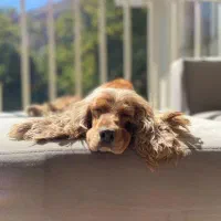 کوکر اسپانیل وارداتی|سگ|مشهد, سجاد شهر|دیوار