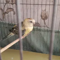 جفت طوطی آواز خوان ۶میلیون|پرنده|اهواز, بعثت|دیوار