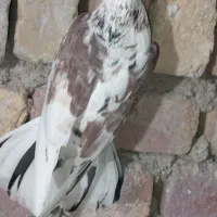 کفتر کبوتر