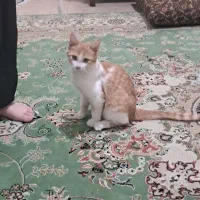 گربه خونگی