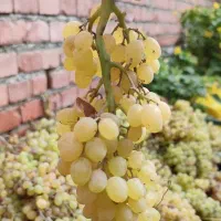 انگور برای دوشاب