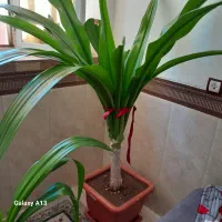 گل برگ موزی زیبا جوان چند ساله
