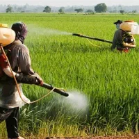 استخدام بازاریاب کود کشاورزی