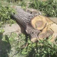 خریدوبرش چوب ضایعات درختان میوه وصنوبردرسرزمین