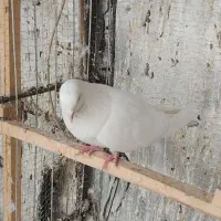 کبوتر|پرنده|ماکو, |دیوار