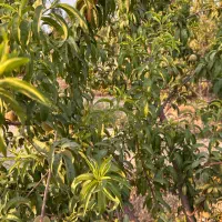 باغچه-سند-دار-با-مجوز-ساخت-بنا