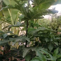 نهال درخت موز و انجیر ( گلابی)|گل و گیاه طبیعی|یزد, |دیوار