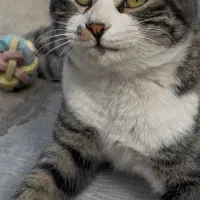 واگذاری رایگان گربه Dsh