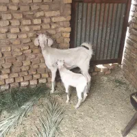 بز کره