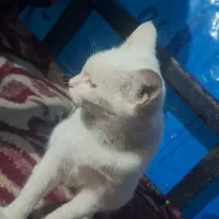 واگذاری ناناز|گربه|مشهد, ارشاد|دیوار