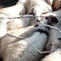 فروش بره