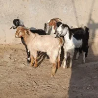 گاو گوساله بز گوسفند بره گاومیش درشادگان|حیوانات مزرعه|اهواز, گلستان|دیوار