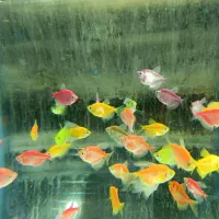 آکواریومی اسکار