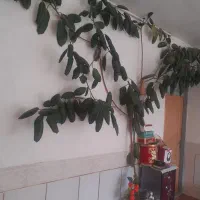 گل طبیعی بسیار زیبا