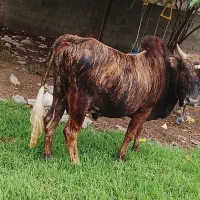 ورزا کوله پلنگ
