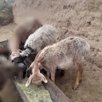 کاوور دودندان با میش جوان شکم سه|حیوانات مزرعه|تربت جام, جامرود|دیوار