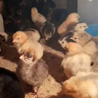 جوجه رسمی|حیوانات مزرعه|تهران, مشیریه|دیوار