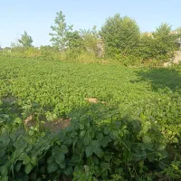 زمین مسکونی ۳۰۰ متری دور دیوارنزدیک ساحل زیباکنار