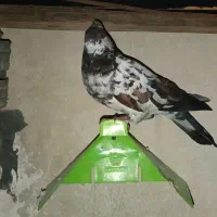 کبوتر گمشده