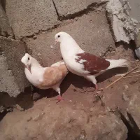 کبوتر پشتر عروسگ