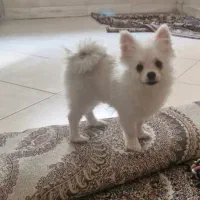 سگ پامرین|سگ|ری, اقدسیه|دیوار