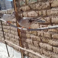 پرنده کبوتر