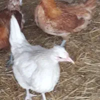 جوجه مرغ و خروس