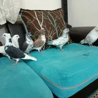 کفتر و کبوتر|پرنده|ری, شهادت|دیوار