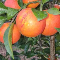 پرتقال خونی تاراکو|حراج|ساری, |دیوار