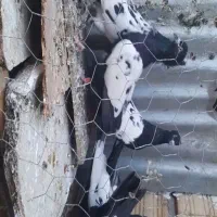 کبوتر|پرنده|تربت‌حیدریه, ۴۵ متری|دیوار
