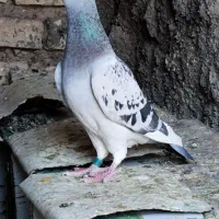 کبوتر موریس دلبر ماده.پلاکی